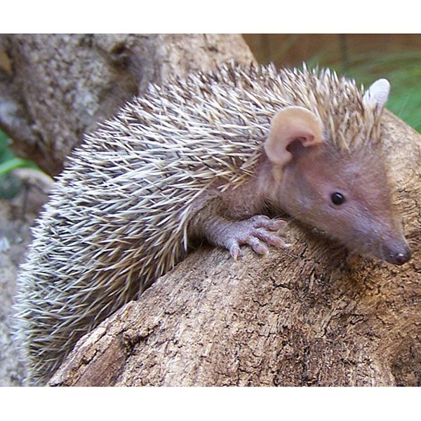 Lesser Tenrec 01.jpg